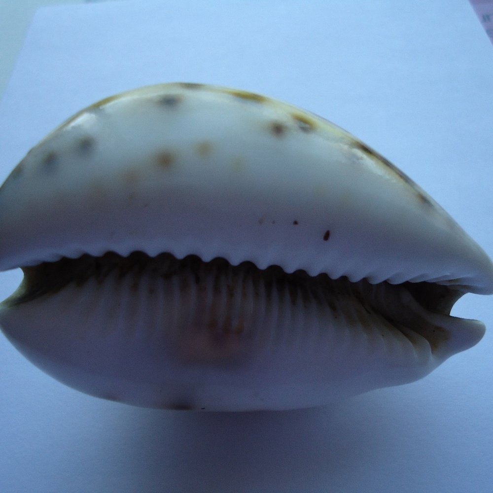 Vintage 3" Carved Natural Shell Seashell Christian Religious Lord’s Prayer - Picture 8 of 9